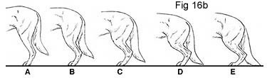 Hindquarter%20fig%2016b%20thumbna.JPG