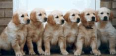 Labrador puppies