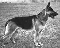 VolkerZ.jpg (12694 bytes)