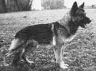 Racker_i.jpg (11356 bytes)